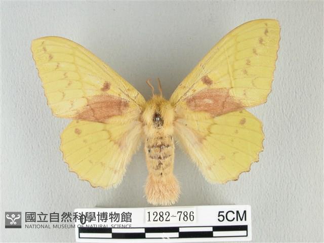 青枯葉蛾藏品圖，第1張