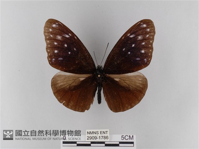 異紋紫斑蝶藏品圖，第1張