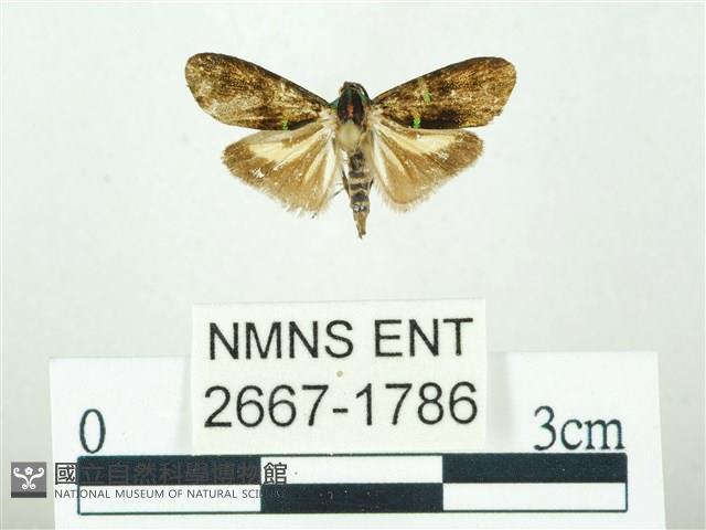 叉紋閃舞蛾藏品圖，第1張