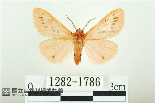 三條橙燈蛾藏品圖，第1張