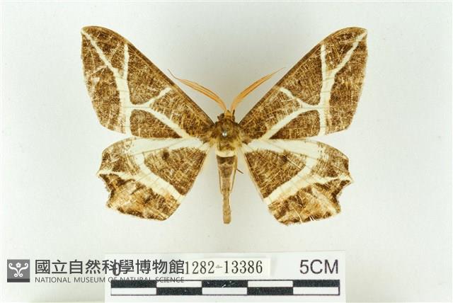 樹形尺蛾藏品圖，第1張