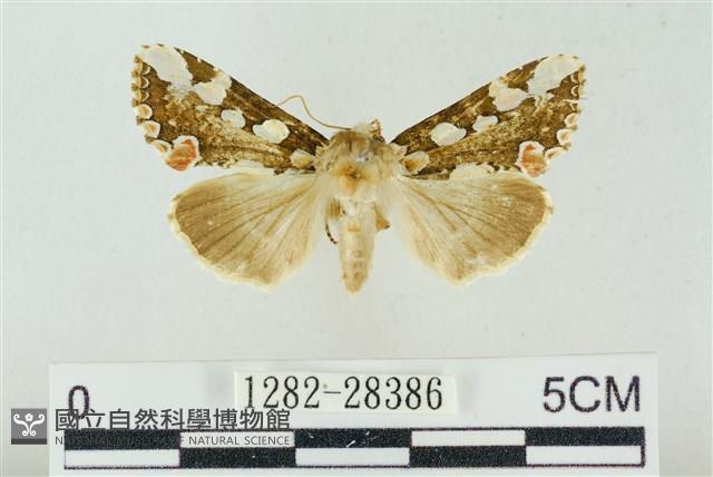 連珠波紋蛾藏品圖，第1張