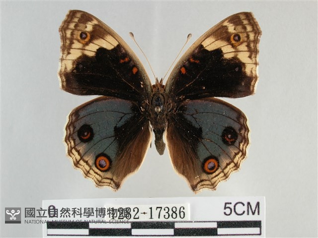 青眼蛺蝶、孔雀青蛺蝶藏品圖，第1張