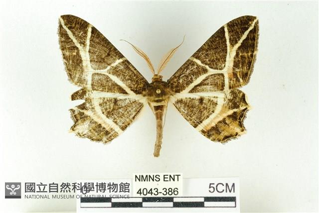 樹形尺蛾藏品圖，第1張