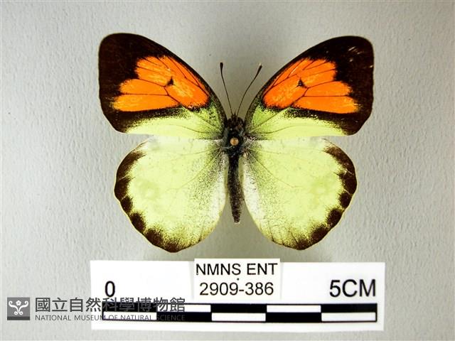 異粉蝶、雌白黃蝶藏品圖，第1張