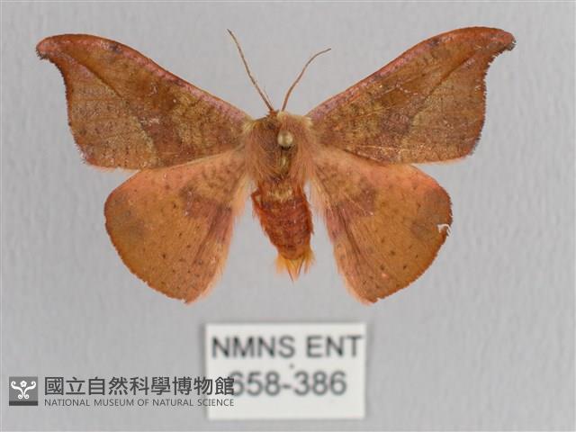 裳蛾科藏品圖，第1張