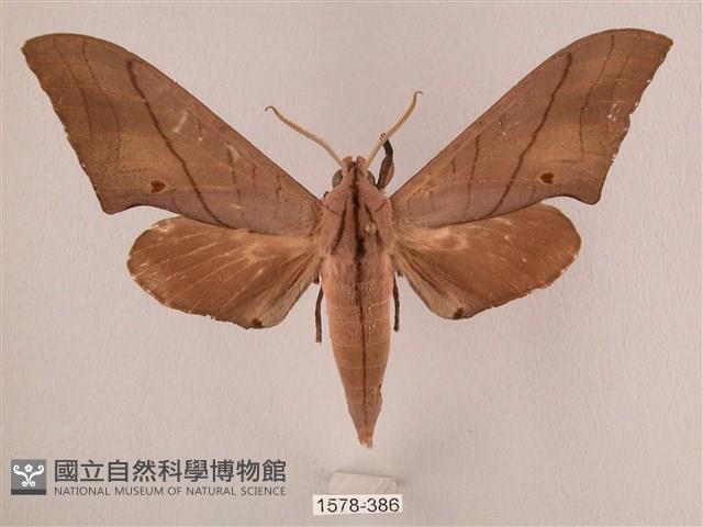 直翅六點天蛾藏品圖，第1張