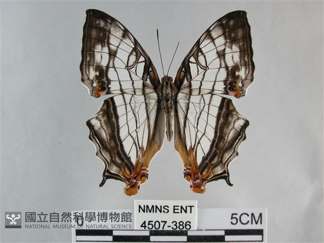 網絲蛺蝶、石牆蝶藏品圖，第1張