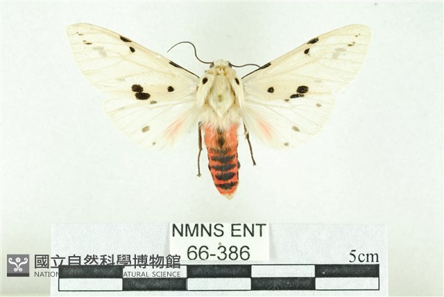 菊池污燈蛾藏品圖，第1張