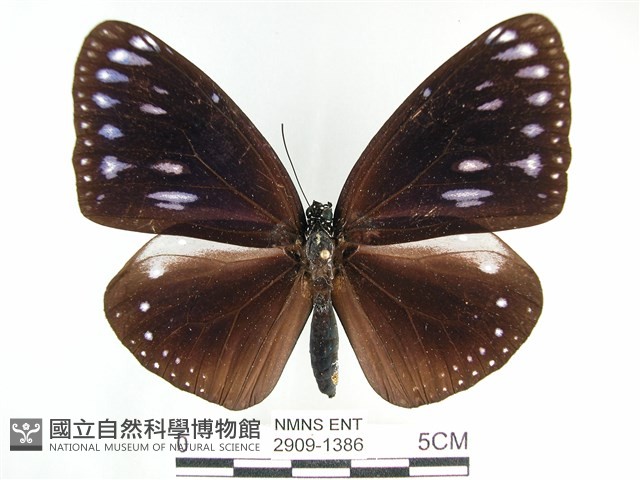 圓翅紫斑蝶藏品圖，第1張