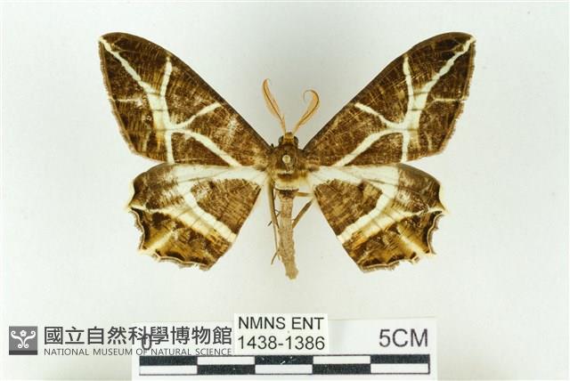 樹形尺蛾藏品圖，第1張