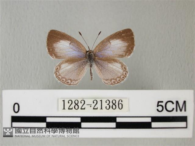 靛色琉灰蝶藏品圖，第1張
