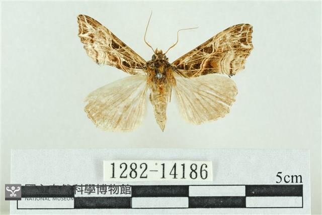 粉紅帶散紋夜蛾藏品圖，第1張