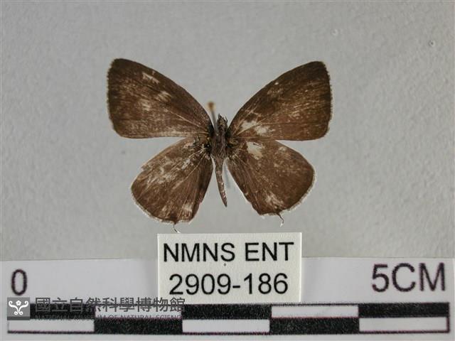 黑星灰蝶藏品圖，第1張