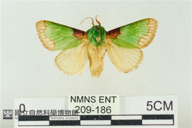 基褐綠刺蛾藏品圖，第1張