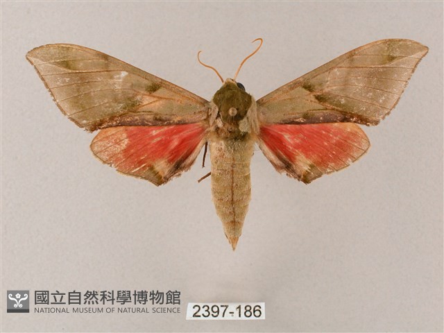 榆綠天蛾藏品圖，第1張