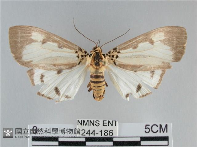 長斑擬燈蛾藏品圖，第1張