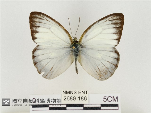 淡褐脈粉蝶藏品圖，第1張