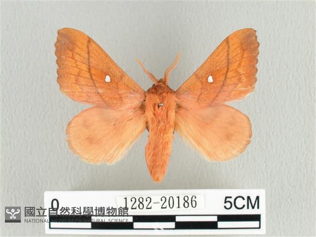 蘋毛蟲藏品圖，第1張