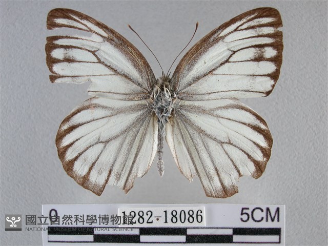 黑脈粉蝶藏品圖，第1張