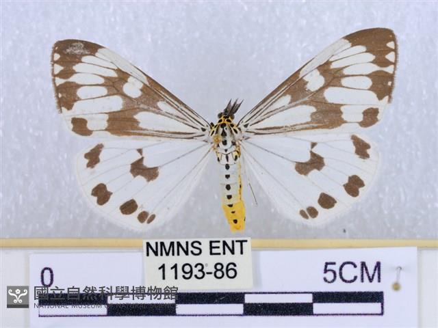 粉蝶燈蛾藏品圖，第1張