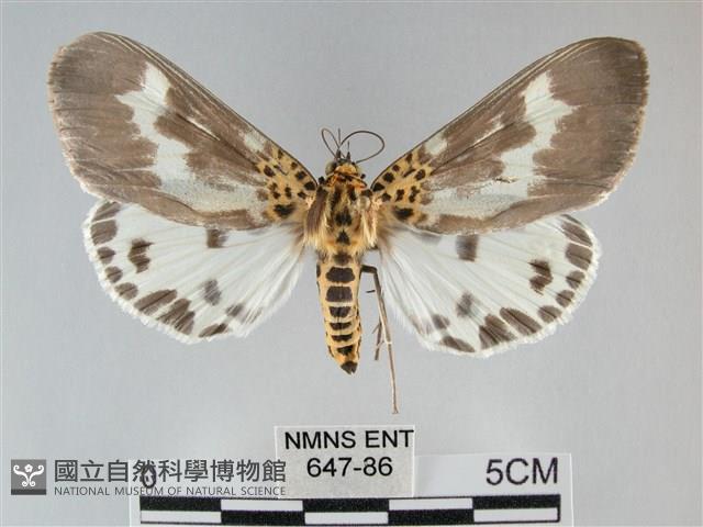 扭擬燈蛾藏品圖，第1張