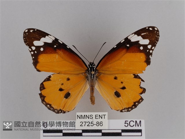 樺斑蝶藏品圖，第1張