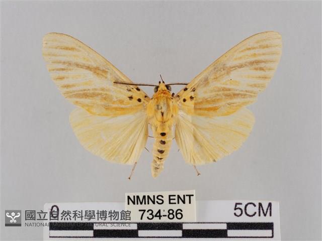 橙擬燈蛾藏品圖，第1張