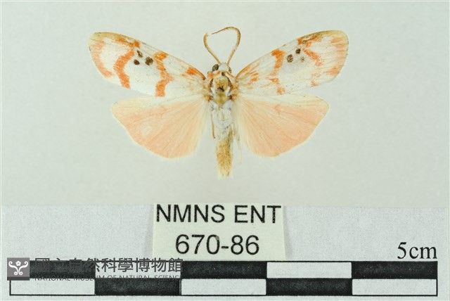 臺雪苔蛾藏品圖，第1張