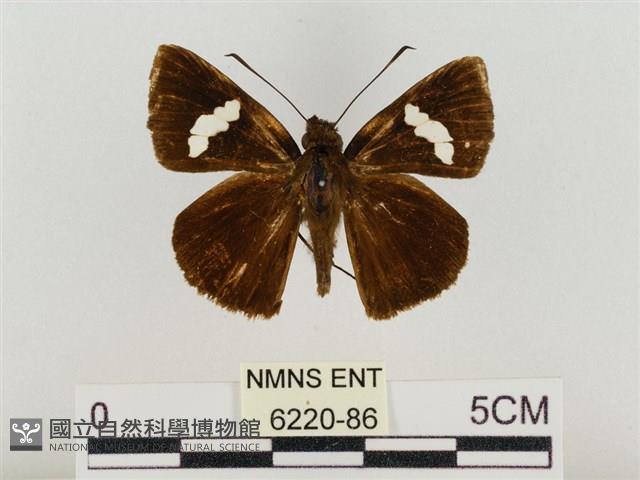 連紋袖弄蝶臺灣亞種藏品圖，第1張