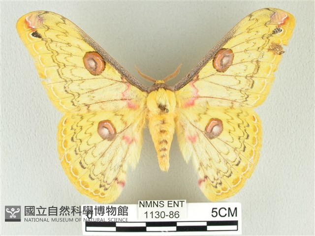 黃豹天蠶蛾藏品圖，第1張
