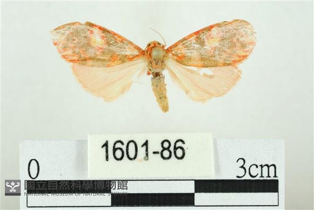 三色豔苔蛾藏品圖，第1張