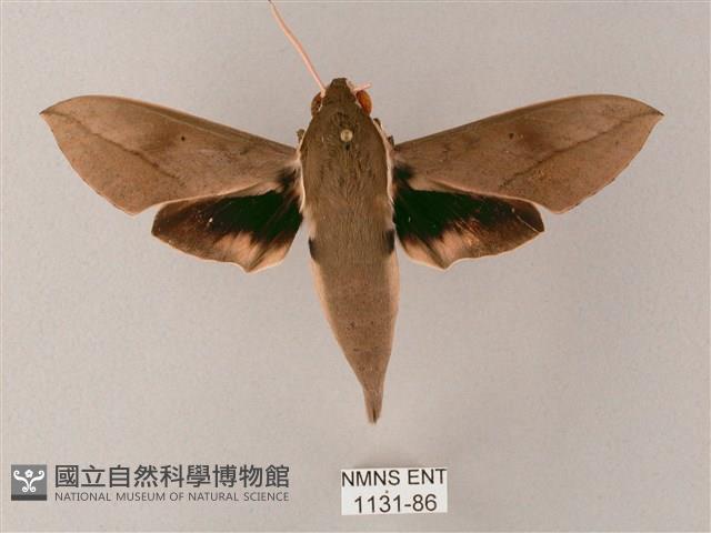 藏斜紋天蛾藏品圖，第1張