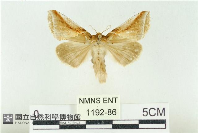 印華波紋蛾藏品圖，第1張