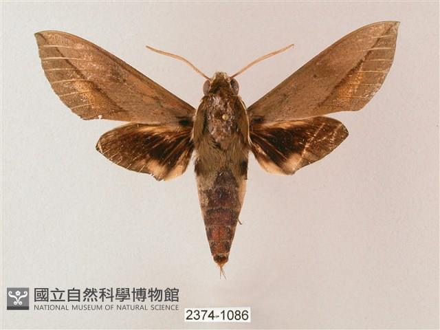 藏斜紋天蛾藏品圖，第1張