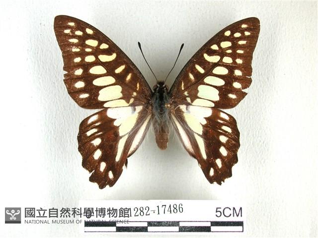 木蘭青鳳蝶藏品圖，第1張