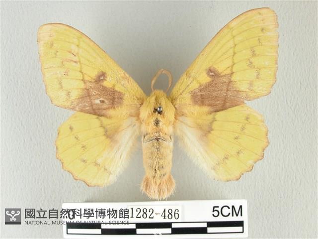 青枯葉蛾藏品圖，第1張