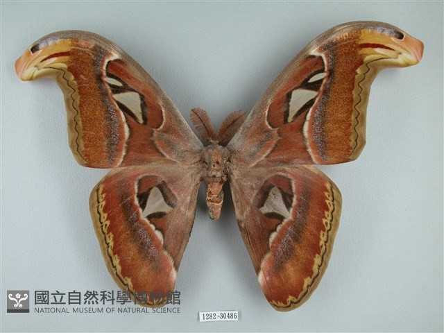 皇蛾藏品圖，第1張