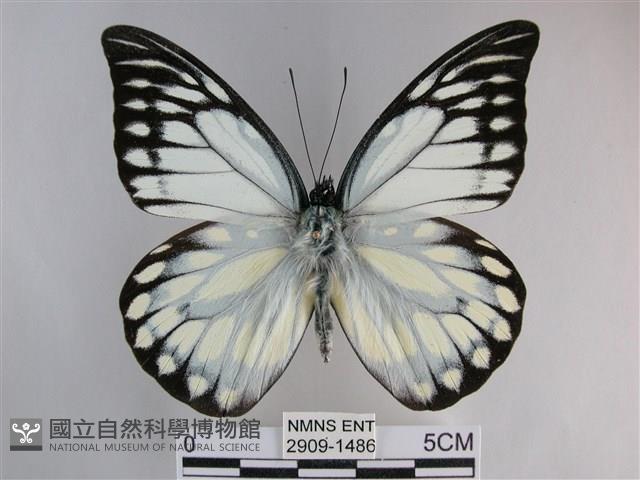 鋸粉蝶藏品圖，第1張