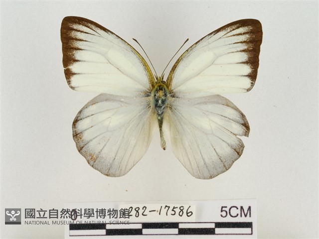 淡褐脈粉蝶藏品圖，第1張