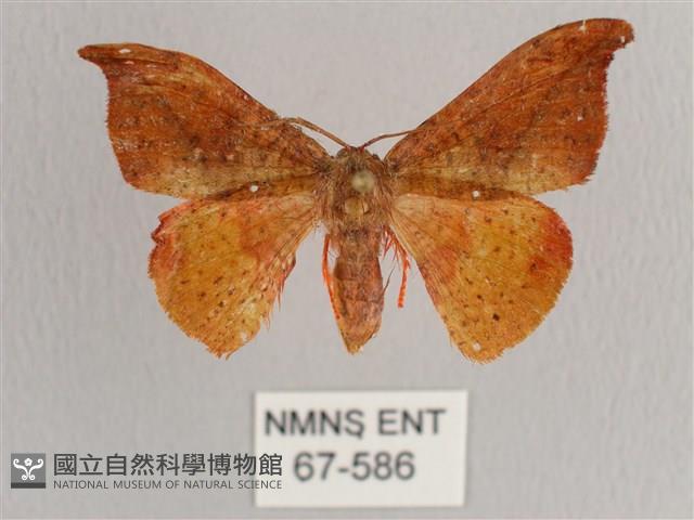 銀端帶鉤蛾藏品圖，第1張