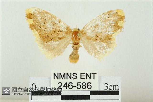 黑翅黃毒蛾藏品圖，第1張