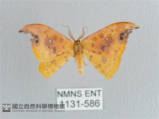 銀斑黃鉤蛾藏品圖，第1張