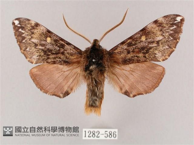 井上氏絨毛天蛾藏品圖，第1張