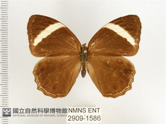 玉帶黛眼蝶藏品圖，第1張