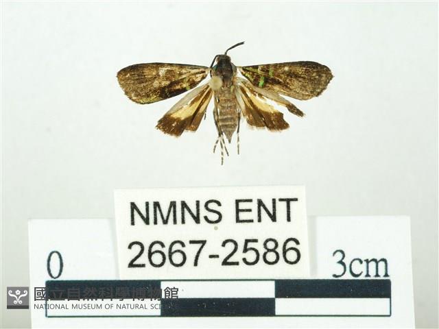 叉紋閃舞蛾藏品圖，第1張