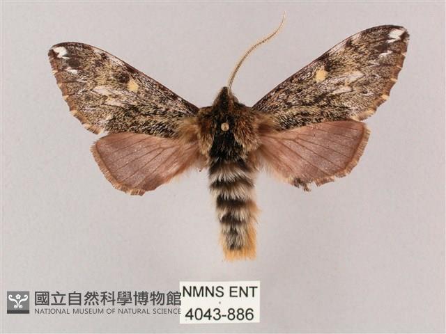 井上氏絨毛天蛾藏品圖，第1張