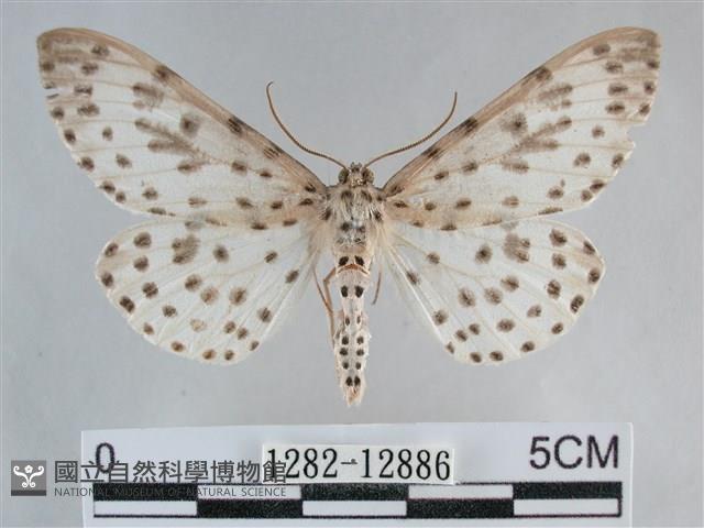 大胡麻斑星尺蛾藏品圖，第1張