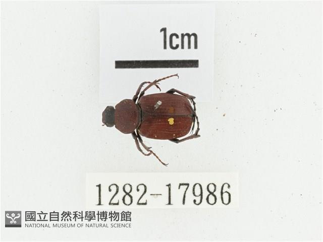 血紅虎斑花金龜藏品圖，第1張