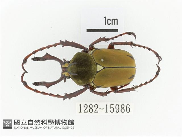 臺灣角金龜藏品圖，第1張